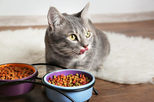 قطة مع طعام جاف للقطط