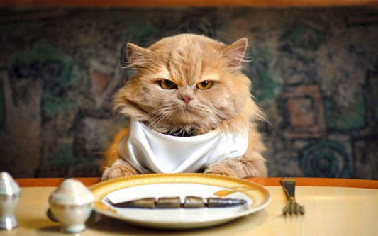 أسباب وعلاج رفض الأكل عند القطط