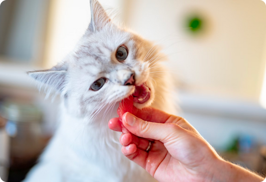 طعام القطط الصحي والمكونات الأساسية