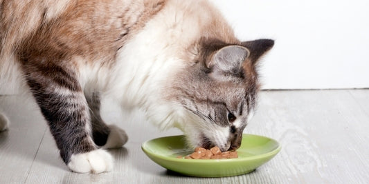 طعام القطط الرطب وفوائده 
