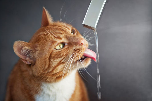 هل تحتاج القطط الصغيرة لشرب الماء