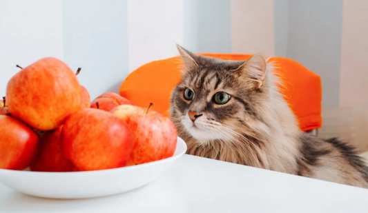 ما هي الأطعمة التي تحبها القطط . وهل يناسبها أكل المنزل