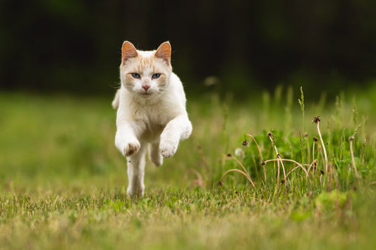 ما هي سرعة جري القطط